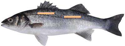 Genomic and Phenotypic Agreement Defines the Use of <mark class="highlighted">Microwave Dielectric</mark> Spectroscopy for Recording Muscle Lipid Content in European Seabass (Dicentrarchus labrax)